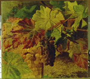 Vineyard Scenery Drucke: 2687104