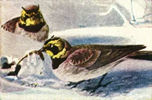 Cigarette Card Album Drucke: Alpine larks, c1928. Creator: Unknown