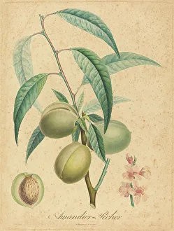 Hand Coloured Etchings Drucke: Amandier - Pecher. Creator: Unknown