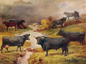 Bauernhof Drucke: Walisische Schwarzbullenrinder, 1906 (ca. 1910)