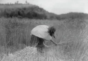 Native American Agriculture Drucke: The Apache Reaper [gathering wheat], c1906. Creator: Edward Sheriff Curtis