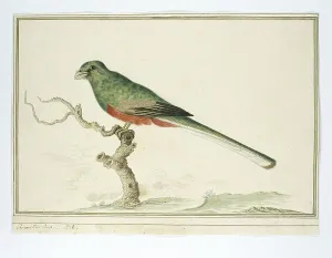 Gerahmter Druck : Apaloderma narina (Narinaschmetterling), 1777-1786. Ersteller: Robert Jacob Gordon Gerahmter Druck : Apaloderma narina (Narinaschmetterling), 1777-1786. Ersteller: Robert Jacob Gordon