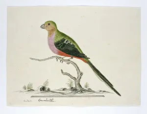 Gerahmter Druck : Apaloderma narina (Narinaschmetterling), 1777-1786. Erfinder: Robert Jacob Gordon Gerahmter Druck : Apaloderma narina (Narinaschmetterling), 1777-1786. Erfinder: Robert Jacob Gordon