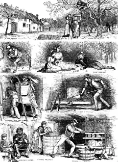 Agricultural Worker Art Drucke: Apple-gathering and cider-making in Devonshire, 1883. Creator: Unknown