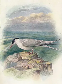 Sea Bird Species Drucke: Arctic Tern - Stern a macru ra, c1910, (1910). Artist: George James Rankin