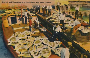 Key West Florida Drucke: Arrival and Unloading of a Turtle Boat, Key West, Florida, c1940s