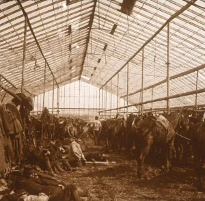 Kanonenpferde 1914-1918