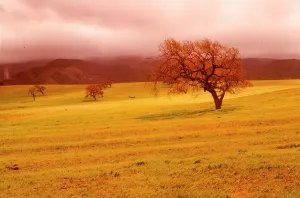 Cloudy Landscape Photography Drucke: Cloudy Trees. Creator: Robert Manno