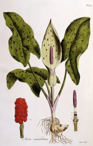 Arum maculatum aus dem Jahr 1775