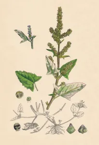 Nature Prints Drucke: Atriplex deltoidea. Triangular-leaved Orache, 19th Century