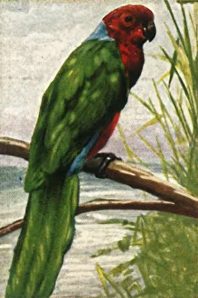 Cigarette Card Album Drucke: Austral parakeet, c1928. Creator: Unknown