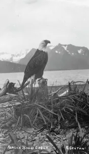 Alaskan Wildlife Photography Drucke: Bald eagle, between c1900 and c1930. Creator:s Sexton