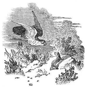 Drucke von Kampf zwischen einem Habicht und einem Dachs, 1844... Der Dachs sah seine Gefahr, und ergriff sofort den Habicht an der Kopf Weißbussard Drucke: Kampf zwischen einem Habicht und einer Fuchs, 1844. Künstler: Unbekannt.