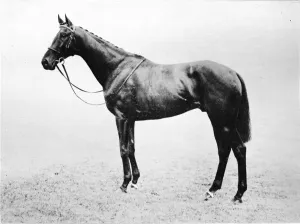 British Sportsmen 1911 Drucke: Bayardo, 1911
