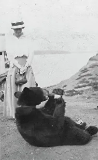 Bär trinkt aus der Flasche, zwischen C 1900 und 1916. Ersteller unbekannt