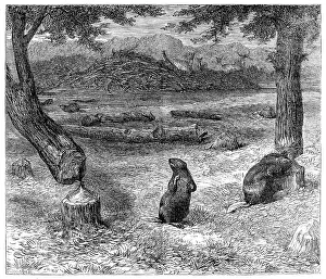 Biber, die Bäume fällen, 1862. Künstler: Unbekannt.