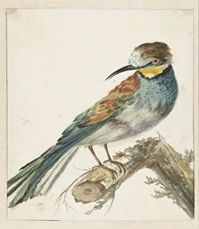 European Bee Eater Portrait Drucke: Bee-eater (Merops apiaster), 1650-1719. Creator: Jan Weenix