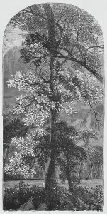 California Nature Scene Drucke: Big Tree, 1883