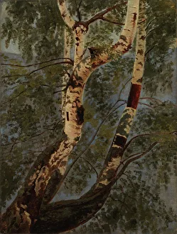 Nineteenth Century Still Life Drucke: Birch trunks, exercise, c1854. Creator: Werner Holmberg