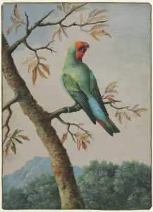British Wildlife Paintings Drucke: Bird Study. Creator: George Edwards (British, 1694-1773)