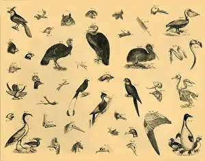 Black And White Bird Art Drucke: Birds, c1910. Creator: Unknown