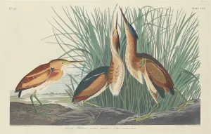 American Ornithology Prints Drucke: Least Bittern, 1834. Creator: Robert Havell