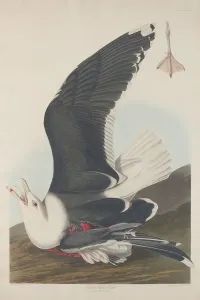 Schwarzkopfgansvogel, 1835. Ersteller: Robert Havell