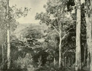 Blue Mountains Australia Drucke: The Blue Mountains, 1901. Creator: Unknown