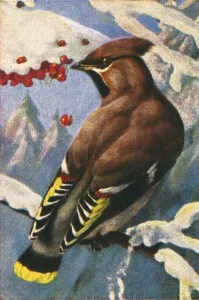 Cigarette Card Album Drucke: Bohemian waxwing, c1928. Creator: Unknown