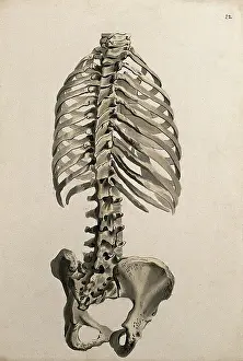 Human Skeleton Art Drucke: Bones of the trunk: back view, 1830-1835. Creator: Unknown