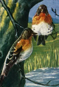 Cigarette Card Album Drucke: Bramblings, c1928. Creator: Unknown