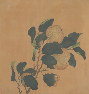 Close Up Tree Leaves Drucke: Branch of Tree with Fruit. Creator: Unknown