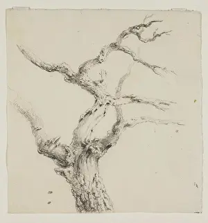 Äste eines Baumes, um 1830. Künstler: Thomas Cole