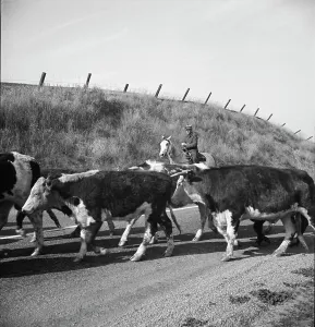 Einbringung von Rindern aus dem Range nach Contra-Costa-Kounty im Bundesstaat Kalifornien 1938. Künstlerin: Dorothea Lange
