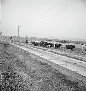 Great Depression Era Farming Drucke: Bringing cattle in from the range
