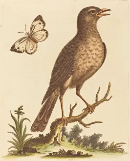 Braunvogel mit einer Schmetterling, Ersteller: Georg Edwards