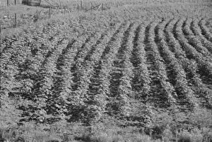 Der Bud-Fields-Garten in Hale County, Alabama, 1936 von Walker Evans