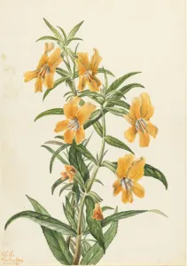 Bambusschmetterlingssonne (Diplacus longiflorus), 1926. Schöpferin: Mary Vaux Walcott