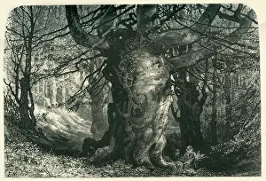 Buckinghamshire England Drucke: Burnham Beeches, c1870