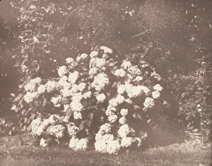 Victorian Era Botanicals Drucke: A Bush of Hydrangea in Flower, ca. 1842. Creator: William Henry Fox Talbot