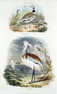 Nineteenth Century Ornithology Drucke: Bustards, 1835