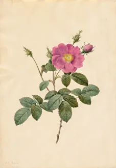 French Heritage Artwork Drucke: Cabbage Rose (Rosa Centifolia Simplex), 1817-1824. Creator: Henry Joseph Redoute (French