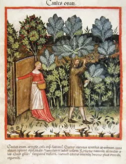 Tacuinum Sanitatis Manuscript Drucke: Cabbages, 14th century. Creator: Unknown