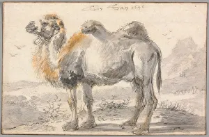 Ein Kamel, 1646. Künstler: Cornelis Saftleven