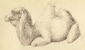 Shirley Markham Artist Drucke: Camel, c1951. Creator: Shirley Markham