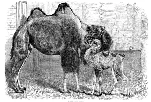 Kamel und Junges, 1864. Künstler: Pearson