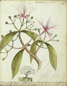 Kap-Kastanienbaum, (Calodendrum capense), 1778. Schöpfer: Jan Brandes