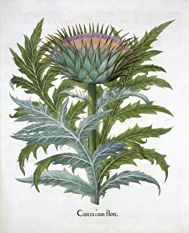 Drucke von Karden, 1613. Aus dem Hortus Eystettensis von Basil Besler (1561–1629) Basilius Besler Drucke: Karden, 1613