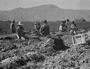 Farm Security Administration FSA Drucke: Carrot pullers from Texas, Oklahoma