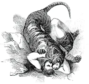 Black And White Circus Images Drucke: Carters Tiger Feat, 1844. Creator: Unknown